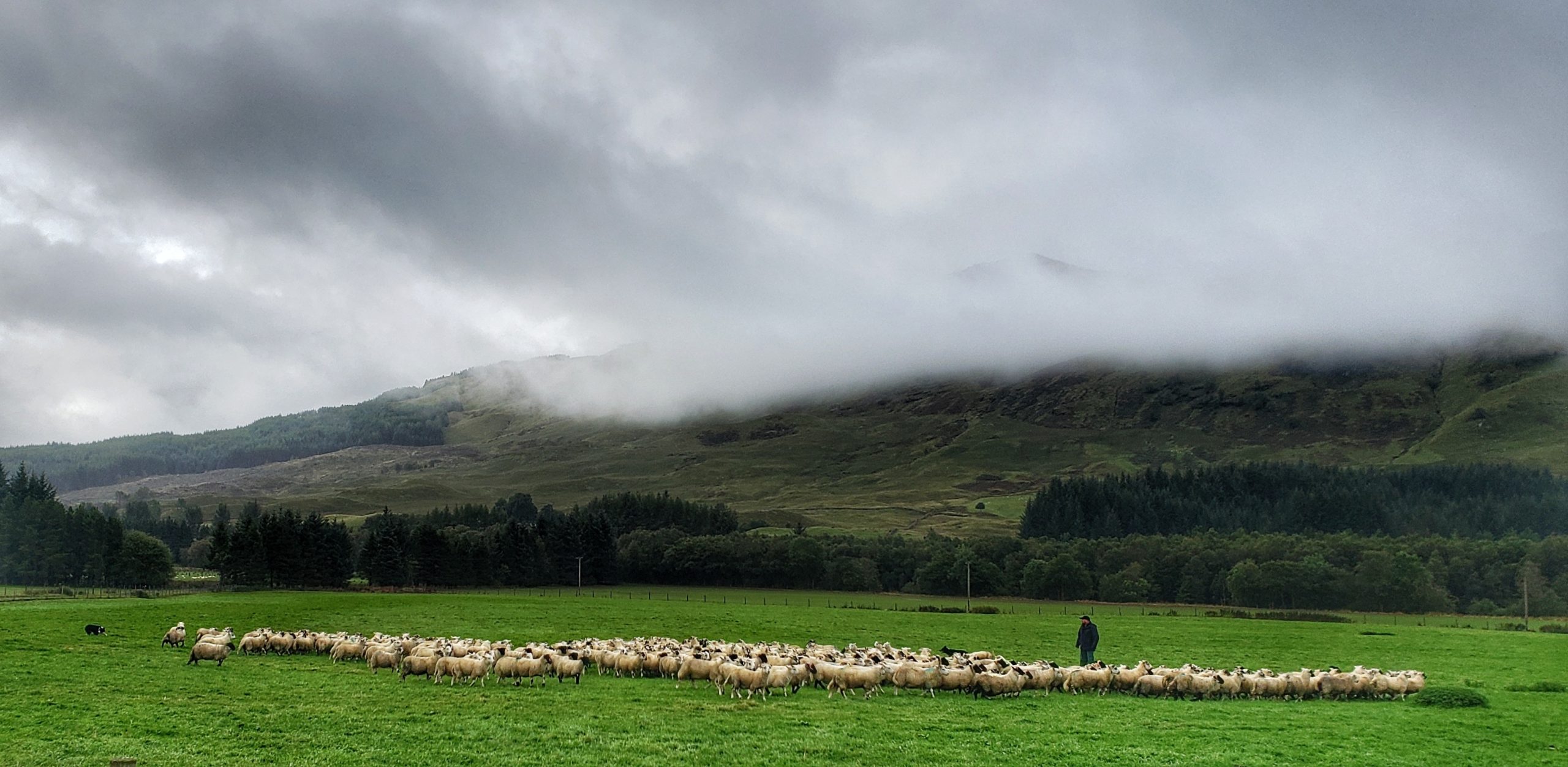 shepherd stands with a flock of sheep in a lush green meadow bordered by fencing and trees, with rolling green hills beyond and a foggy sky overhead