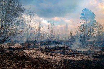 A burned landscape. 