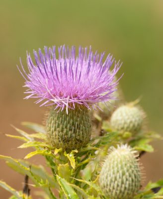 purple thistle bloom atop a spiny green plant