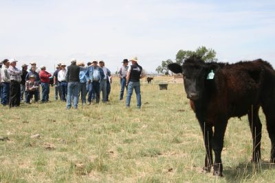 A black cow in the foreground and a ground of people in the background stand in a field.