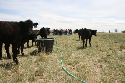 Several black cattle in a field with a hose and plastic trough. In the background a number of people are standing together.