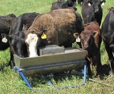 Several black cattle drink at a water trough in a field. 