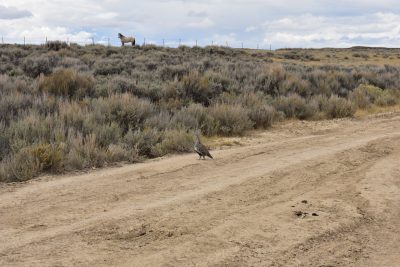 A horse in the distance and a grouse on a dirt road through a sagebrush field.