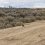 Wild Horse Overabundance Harms Sage Grouse, UW Researchers Find