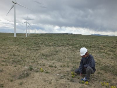 A woman in a hard hat and warm clothing points at yellow flowers in a plain with wind turbines in the background. 