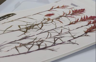 Several stalks of pressed red flowers on heavy paper. 