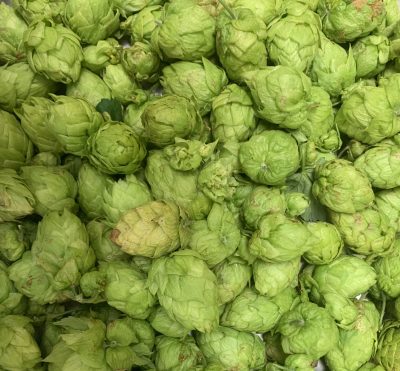 Bright green pinecone-like fruit from the hops plant, grown in Laramie, Wyoming