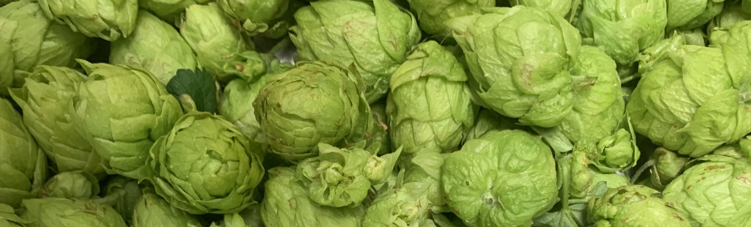 Bright green pinecone-like fruit from the hops plant, grown in Laramie, Wyoming