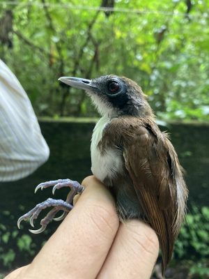 A small brown bird with a white chest and throat and a blue ring around its eye. 