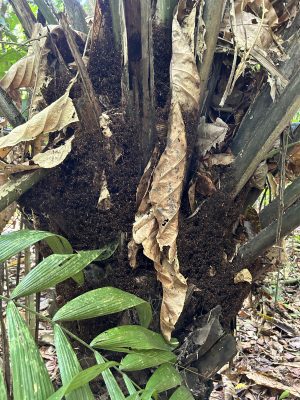 Several tropical leaves stick out of a mass of ants that have formed spiderweb patterns with their bodies.