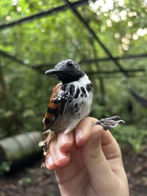 A small bird with orange feathers striped with black on its back, and white feathers spotted with black on its breast. Its head is gray. 