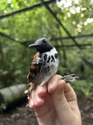 A small bird with orange feathers striped with black on its back, and white feathers spotted with black on its breast. Its head is gray.