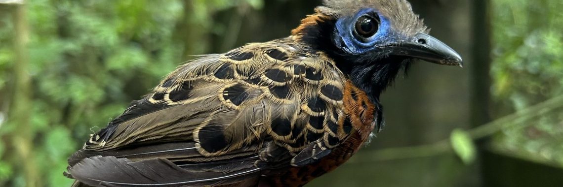 A dark brown bird with spots of black on its feathers, blue around its eye, and some orange feathers on its chest and the top of its neck.