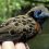 Army Ants and Hungry Birds: UW Students Study Species Interactions in Central Panama