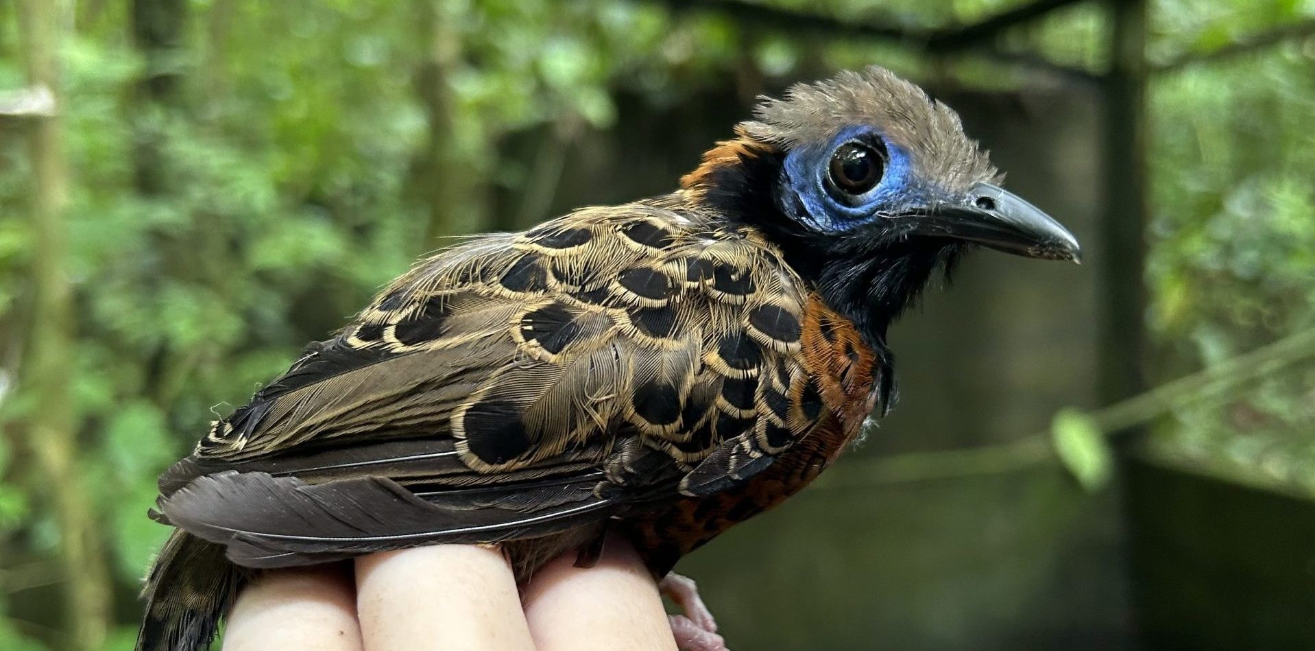 A dark brown bird with spots of black on its feathers, blue around its eye, and some orange feathers on its chest and the top of its neck.