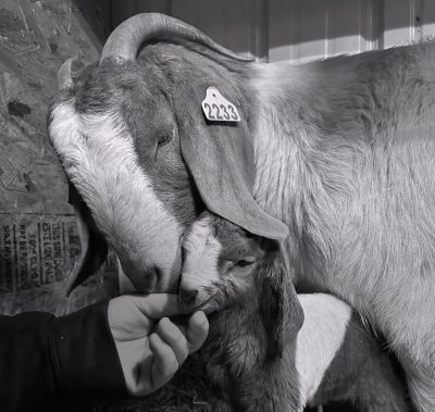 black-and-white photo of a horned goat with ear tag 2233 nuzzled against a baby goat. A human hand is reaching out to touch the noses of both goats.