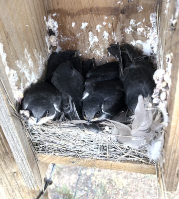 Several black birds nestled together in hay in a wooden box. 