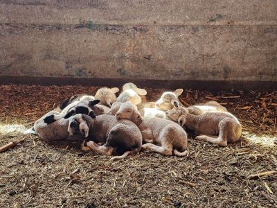 group of new lambs, some white and others black and white, lie on a hay-covered barn floor