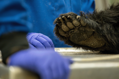 A black bear paw resting on a table. Several people's hands in blue gloves also lean on the table.