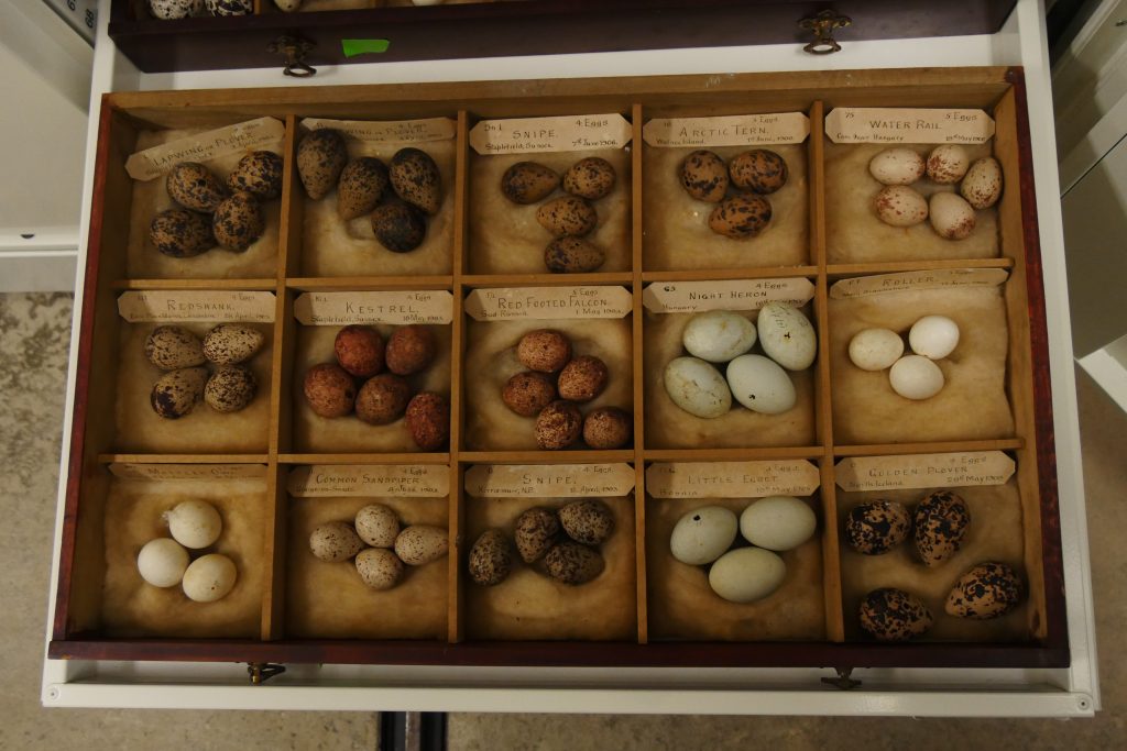 A wooden box divided into fifteen compartments, each holding three to five eggs of different colors.