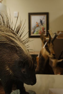 The head and shoulders of a porcupine. In the background, there's a painting of birds and an ungulate of some kind. 