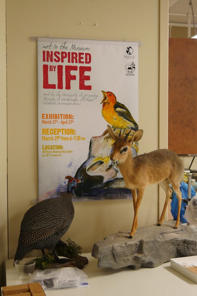 A mount of a large bird, primarily black with white speckles and a proportionally small bright blue head with red crest and a very small hooved deer with small horns in front of a poster of a bright orange bird perched on a skull that reads, "art in the museum: Inspired by Life. Art by the university of wyoming museum of vertebrates affiliated students & researchers! Exhibition: March 27-April 27; Reception: March 29 from 6-7:30; Location: UW Berry Biodiversity Center. Artwork by Frances M."