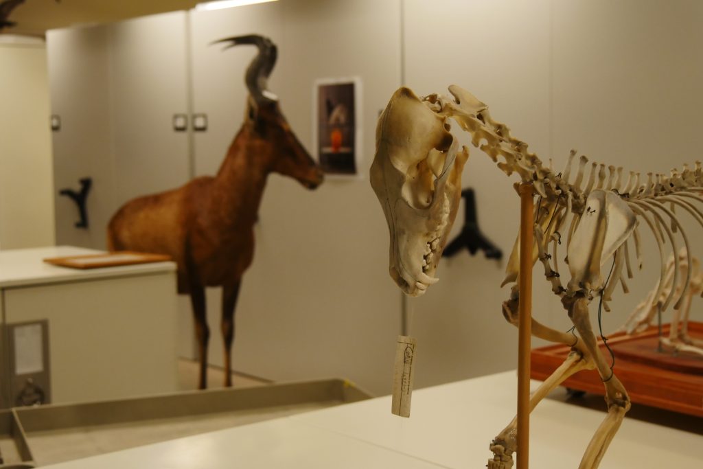 A skeleton of a small four legged animal with sharp teeth.