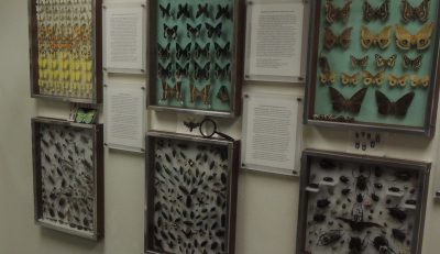 Several display cases full of insects arranged artistically.