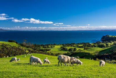 A very bright hillside overlooking the sea with several white sheep grazing.