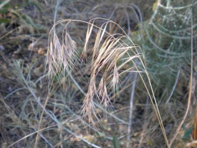 two light tan stalks of cheatgrass with downy heads at the end of each stalk