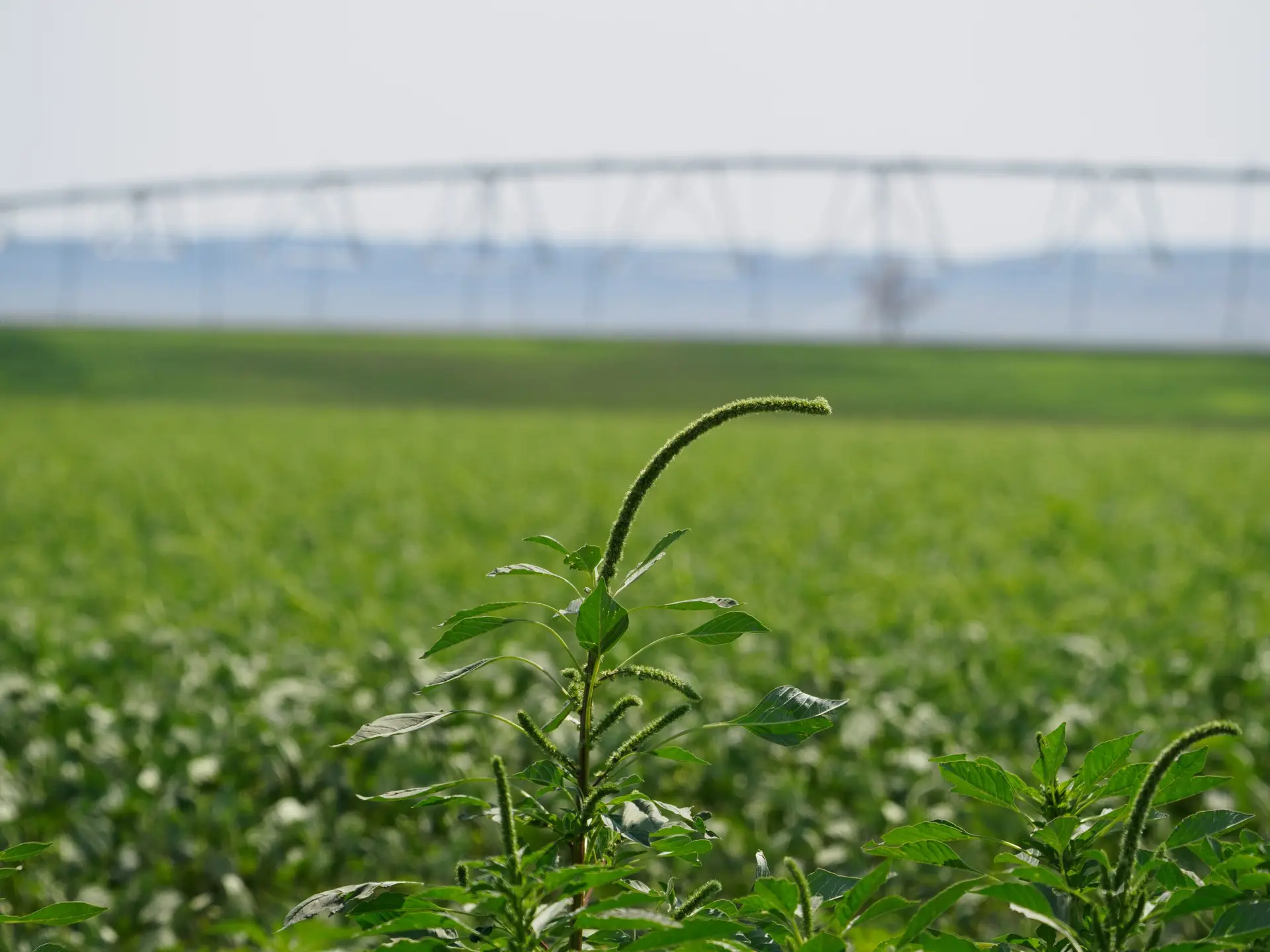 two leafy green Palmer amaranth plants stick up from a blurred green field with pivot irrigation system in the background