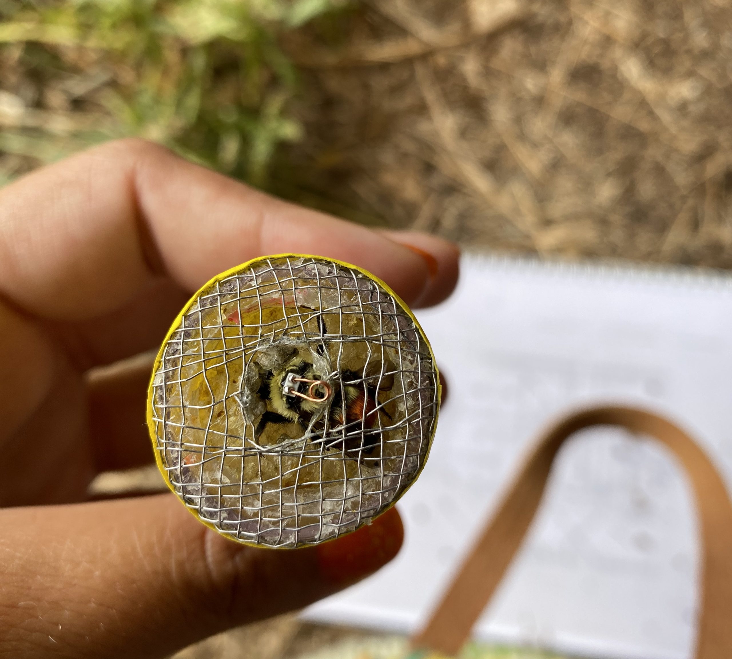 human hand holding a tiny mesh tube with a bumble bee inside. The bee has a tiny coil of copper wire affixed to its back