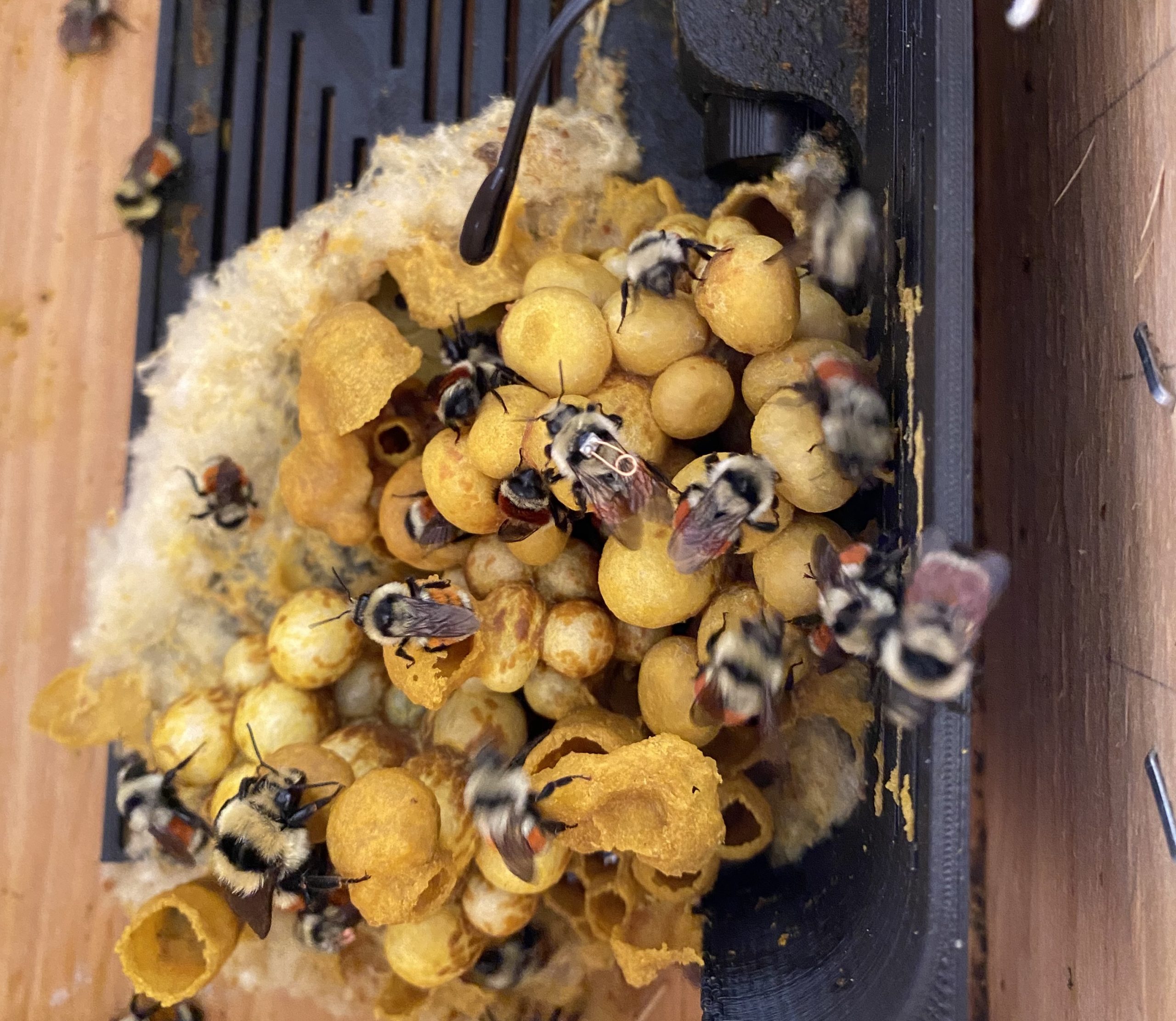 bumble bees, one of which has a tiny "backpack" with a metal coil on top strapped to its back, in a yellow hive