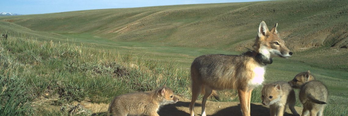 a female swift fox, reddish tan in color and wearing a black GPS collar stands on a patch of dirt on a grassy slope