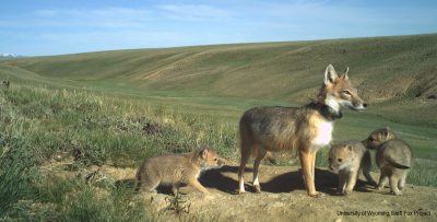 a female swift fox, reddish tan in color and wearing a black GPS collar stands on a patch of dirt on a grassy slope