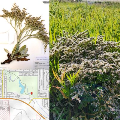 Three images spliced together. Top left is a dried plant marked as specimen No. 1054060 of the Rocky Mountain Herbarium. To the right is an image of the same plant (Tartarian sea-lavender) growing in a lush green field of grass. The image in the bottom left corner is a map showing a red marker where the plant was first spotted near a stream in Laramie County, Wyoming.