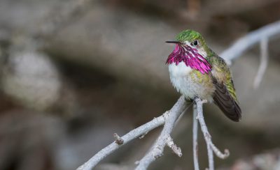 A hummingbird with a patchy iridescent pink chest, green back, and white belly sits on a branch.