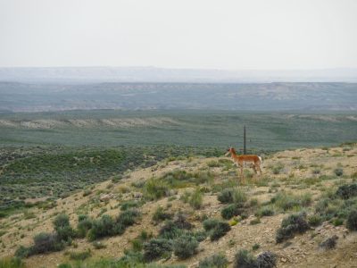 A pronghorn on a hill with patchy shrubs. 