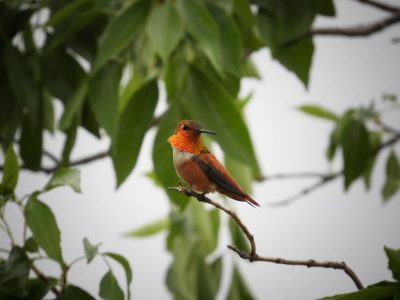 A hummingbird with a bright orange iridescent chest, under which is a patch of white feathers.  Its wing is dark brown, as is the top of its head. Most of its other feathers are a light orange.