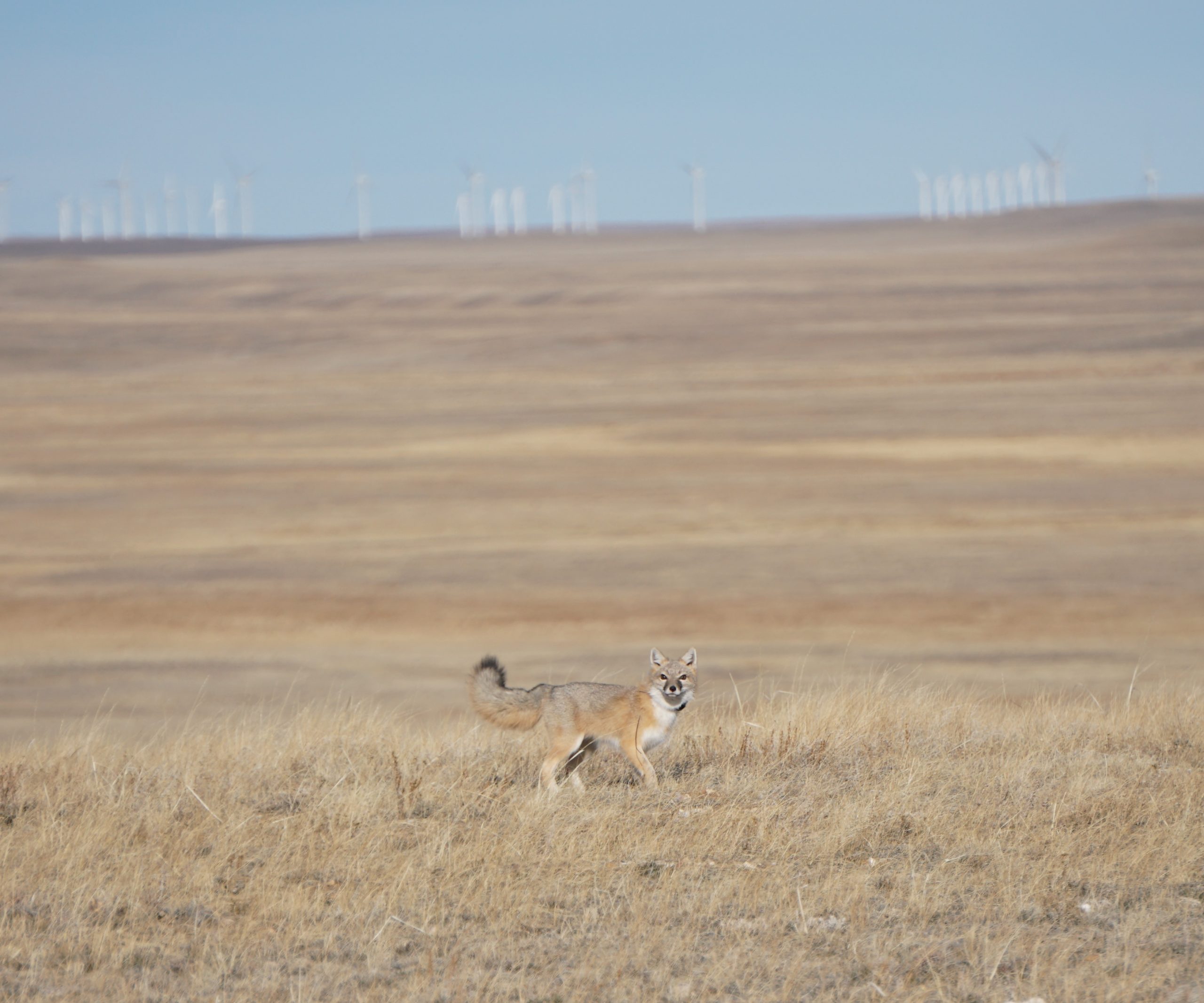 reddish tan swift fox with white chest and black-tipped tail stands in a wide expanse of brown grass with white wind turbines on the horizon behind it