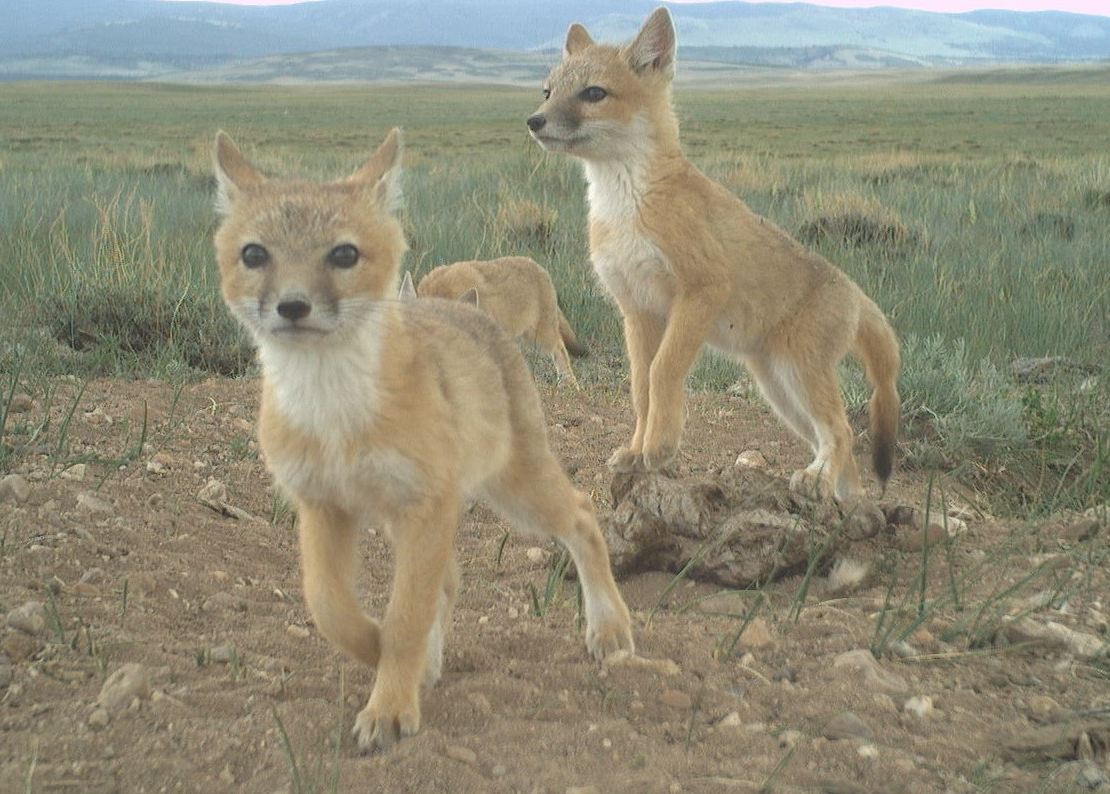 three swift fox kits, all reddish brown with white chests, explore a patch of dirt in the midst of a shortgrass prairie with green slopes in the distance