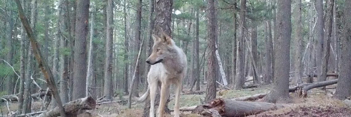 image captured by a game camera of a wolf in a forest of mostly pines