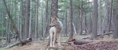 image captured by a game camera of a wolf in a forest of mostly pines