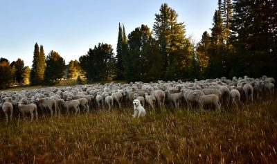 A large white dog sits in front of a large herd of sheep.