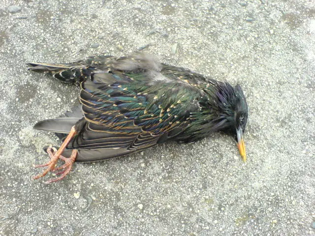 Dead bird with dark iridescent feathers and a yellow beak lies on a weathered concrete surface