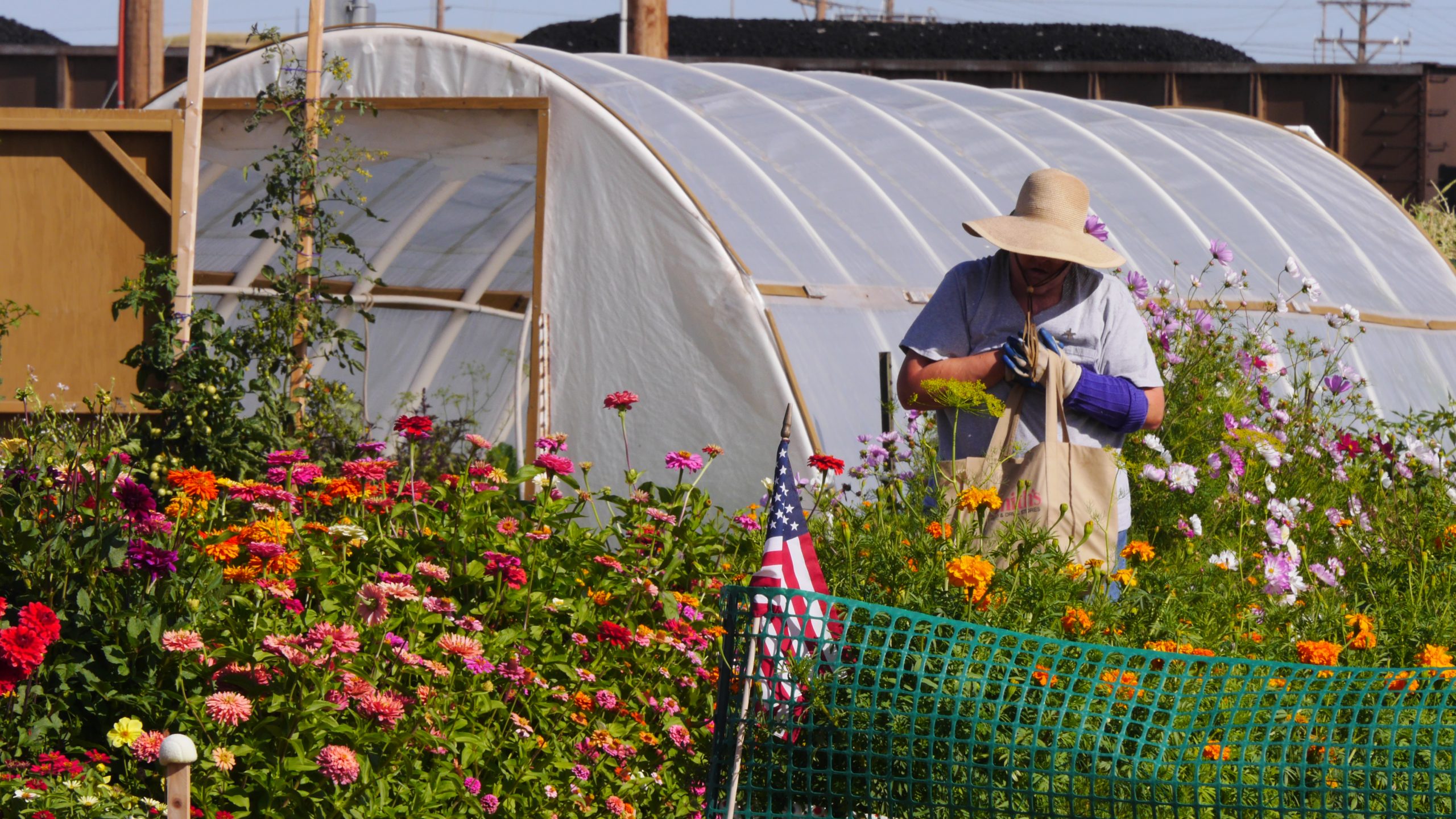 person wearing floppy brimmed hat covering their face carries a bag while walking through tall, brightly colored flowers next to a high tunnel greenhouse