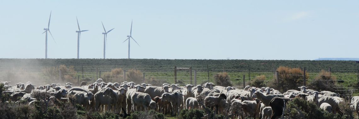 A herd of sheep on a grassy plain with wind turbines in the distance.