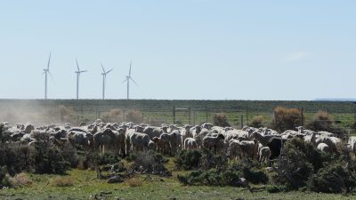 A herd of sheep on a grassy plain with wind turbines in the distance.