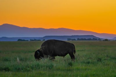 A bison grazing in a field at sunset. The mountains are very blue and the sky is orange.