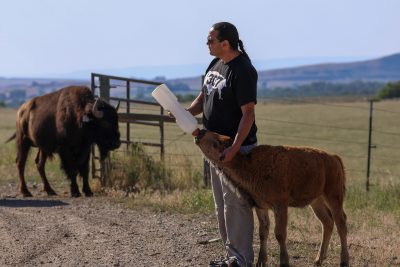 A young bison drinking from a plastic tube held by a man with a long black braid. In the background, another bison looks on. 